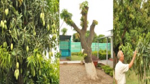 A view of rejuvenated mango orchard at Raj Bhavan.