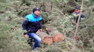 DFO Abhijeet Joshi seizing Cedar logs at Neeru Range of Forest Division at Bhaderwah. Excelsior/ Tilak Raj
