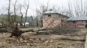 A view of fallen walnut trees at Shopian.