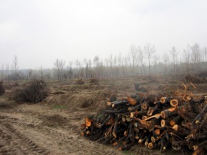 The felled fruit trees at Bacchi Wudur in Budgam district.