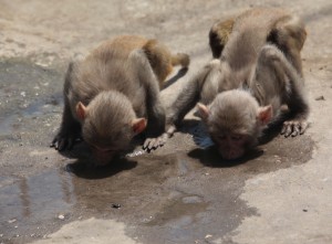 Monkeys quench thirst as mercury soars in Jammu on Wednesday.—Excelsior/Rakesh