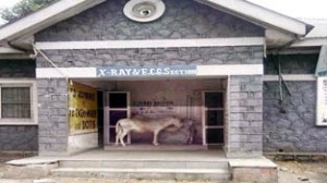 Donkeys “Waiting for their turn” outside X-Ray & ECG section of SDH, Bhaderwah.   -Excelsior/ Tilak Raj