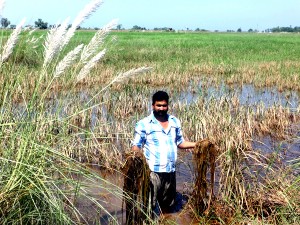 A farmer showing damaged paddy crop near Mangral village in Suchetgarh. (Another pic on page 6)