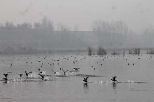 Migratory birds taking refuge at Chaetlam wetland in Pulwama district.