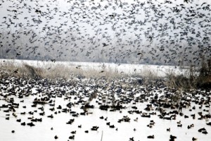 Migratory birds fly across the Hokersar wetland on Wednesday.        -Excelsior/Amin War