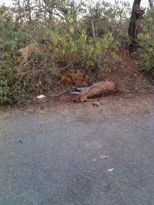 A deer killed by dogs of Bakkerwals closer to Manda Wild Life Park, near High Court in Jammu on Friday morning.
