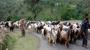 Bakerwals alongwith their livestock migrating towards western Himalayas as day temperature rises in plane areas of Jammu. 