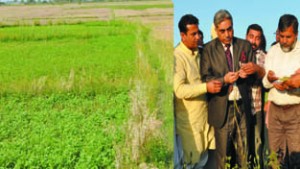 Minister for Agriculture, Ghulam Nabi Lone Hanjura taking stock of damage to crops in Kathua on Friday.
