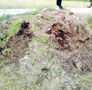 Cow dung from where two AK-47 rifles were recovered at Beighpora in Awantipora on Thursday.