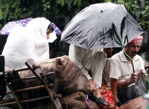 A horse-cart driver with two villagers braving rain while moving towards Jammu city on Tuesday.             —Excelsior/Rakesh