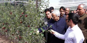 Chief Minister, Mufti Mohd Sayeed being briefed about State's first-ever high density apple orchard on Friday.