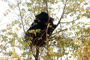 Bear family on a tree in Shopian. -Excelsior/ Younis Khaliq