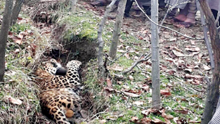 An injured leopard in a field at Umoh, Gujjar Basti in Verinag in Anantnag district. -Excelsior/Younis Khaliq
