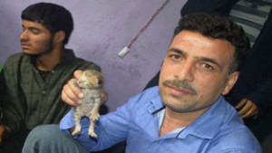 A 2 day old leopard cub captured by wildlife officials at Hanjan Rajpora in Pulwama district on Monday. -Excelsior/ Younis Khaliq