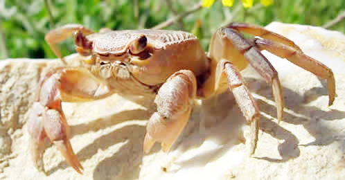 Freshwatercrab16_000