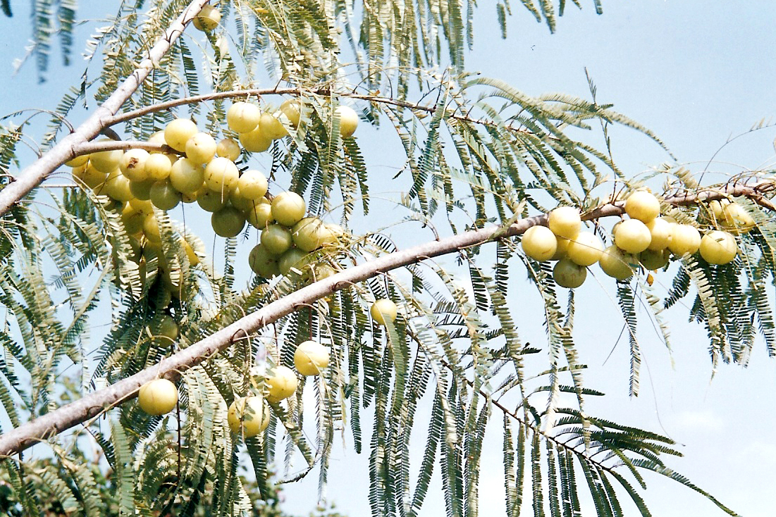 Amla