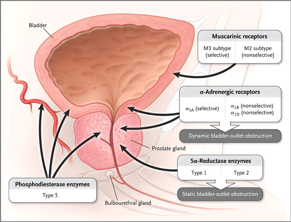 Mechanisms-of-Action-and-Targets-for-Intervention-in-Benign-Prostatic-Hyperplasia-and-Lower-Urinary-Tract-Symptoms.