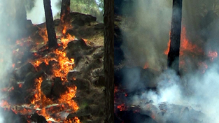 Major fire in Gordi-Krimchi-Ladan forest.