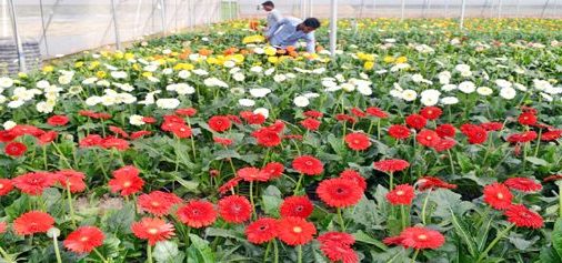 A view of hi-tech farm by Floriculture Department on the outskirts of Jammu on Wednesday. -Excelsior/Rakesh