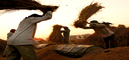 Farmers at work even before Sun rise... -Excelsior/Rakesh