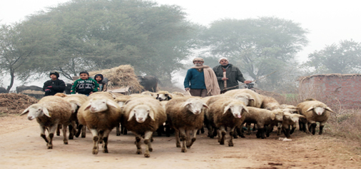 People taking sheep for grazing on a chilly morning on the outskirts of Jammu on Monday.—Excelsior/Rakesh