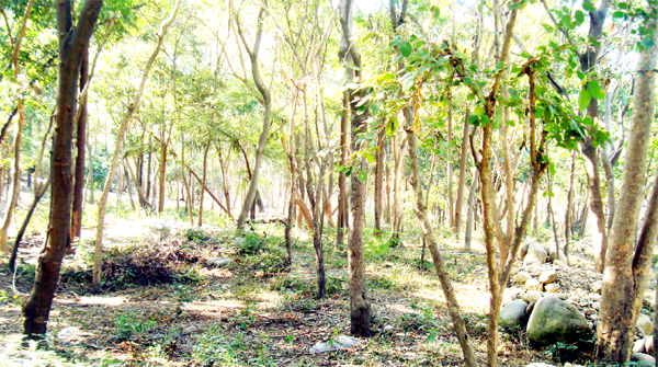 Raika Environment copy