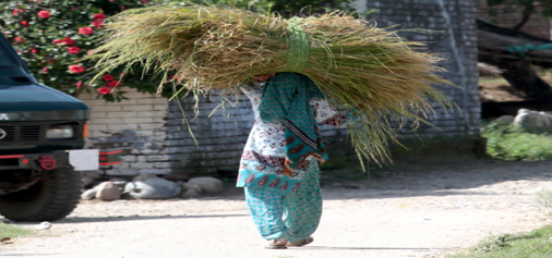 A woman carries fodder on her head in a village on outskirts of Jammu on Friday. -Excelsior/Rakesh