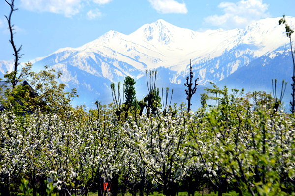 It's spring time at Aherbal in Kulgam... -Excelsior/Sajad Dar