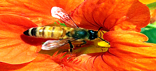 Honey Bee ...... Excelsior/Rakesh