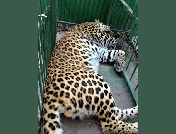 Leopard injured hit by vehicle in Tikri Leopard injured hit by vehicle in Tikri