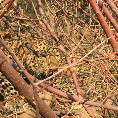 A leopard trapped in Birpur area on Wednesday. —Excelsior/Gautam A leopard trapped in Birpur area on Wednesday. —Excelsior/Gautam