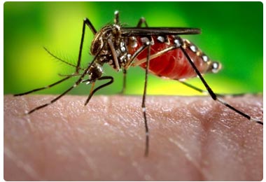 Dengue in heart patients could aggravate cardiac problems: Study