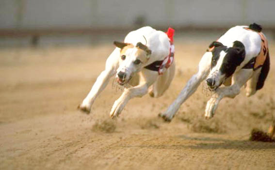 Dogs_6