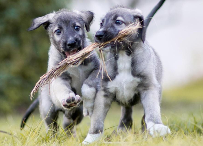 puppies confirmed in South Africa