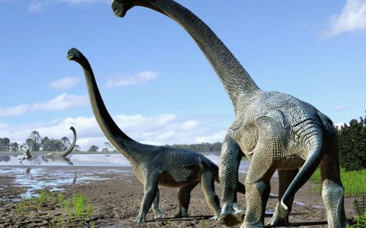 New species of long-necked dinosaur found in Australia New species of long-necked dinosaur found in Australia