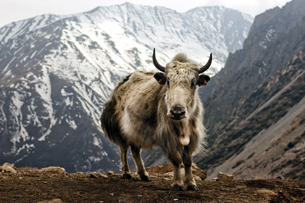 Vanishing Wildlife of Indian Himalayas - Jammu Kashmir Latest News |  Tourism | Breaking News J&K