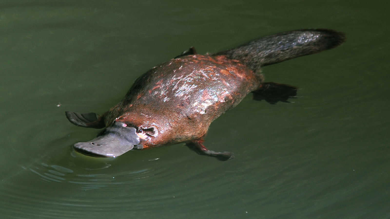 Platypus venom may help treat diabetes: study Platypus venom may help treat diabetes: study