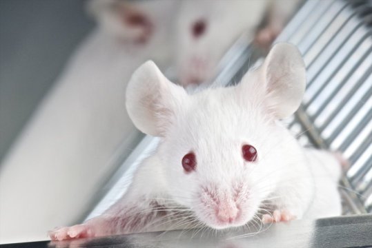 New gene-delivery therapy restores partial hearing in mice New gene-delivery therapy restores partial hearing in mice