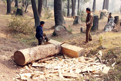 Timber being seized by Rafiabad Police. Timber being seized by Rafiabad Police.
