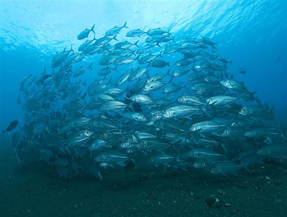 How some fish survive toxic pollution levels decoded How some fish survive toxic pollution levels decoded