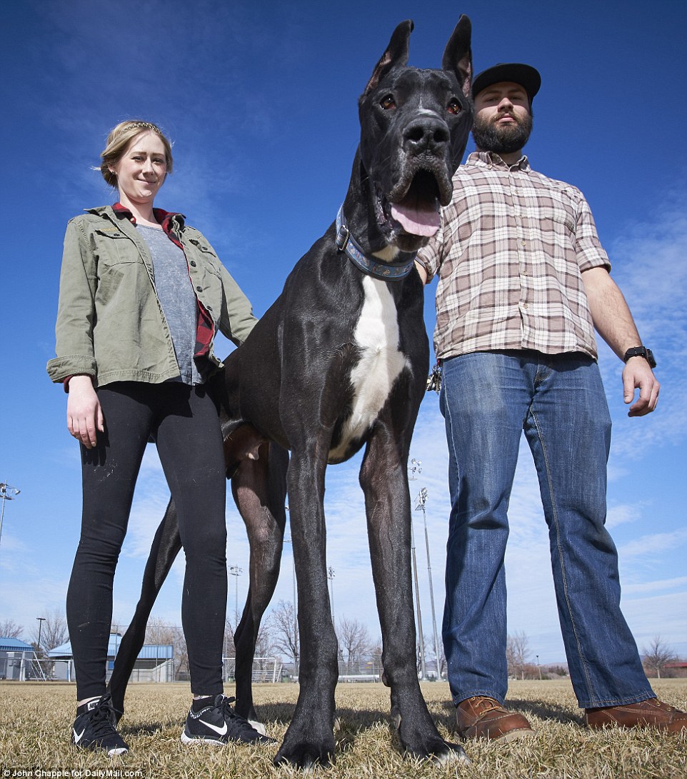 LONDON:  Freddy, a towering 7ft 6in Great Dane in the UK has offic...