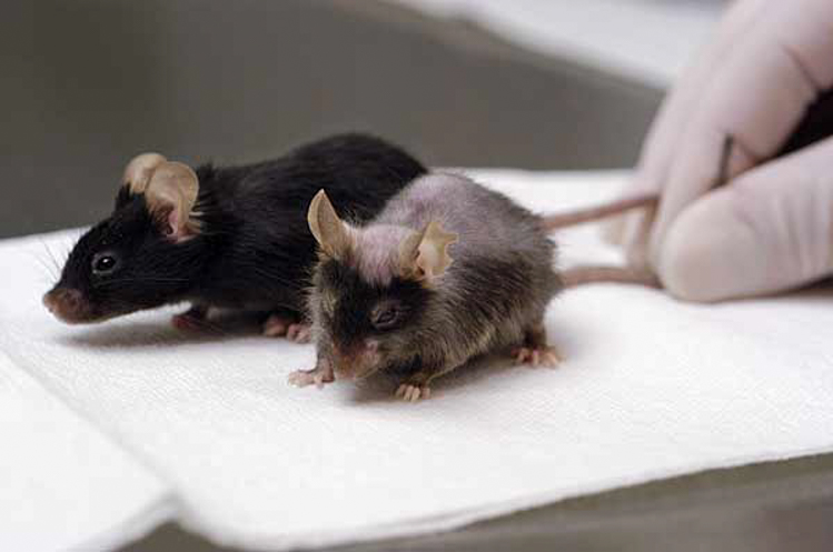 Scientists reverse ageing, extend life in mice Scientists reverse ageing, extend life in mice