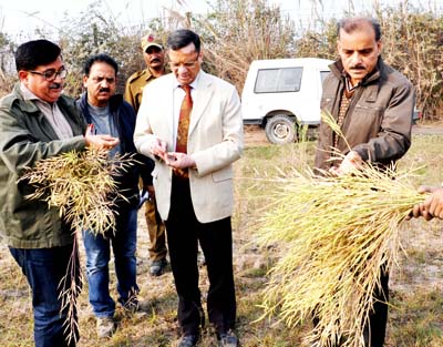 Financial Commissioner Agriculture Pramod Jain inspecting a crop at Chinore Farm. Financial Commissioner Agriculture Pramod Jain inspecting a crop at Chinore Farm.