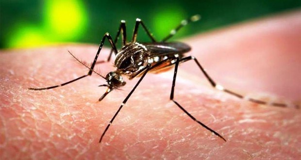 Zika may be spread by 35 mosquito species: study Zika may be spread by 35 mosquito species: study