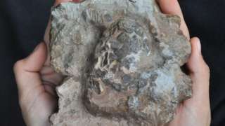 World's oldest crocodile eggs discovered World's oldest crocodile eggs discovered