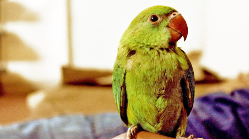 New Zealand parrot has 'infectious