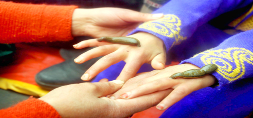 Leeches therapy being given to a child at Hazratbal in Srinagar on Tuesday. The therapy is believed to be treatment of many diseases like bloodletting, bruise, frostbite and chilblains. (UNI) Leeches therapy being given to a child at Hazratbal in Srinagar on Tuesday. The therapy is believed to be treatment of many diseases like bloodletting, bruise, frostbite and chilblains. (UNI)