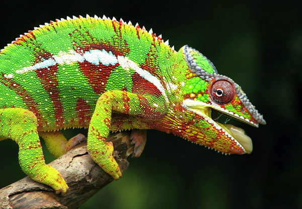 chameleon-15349-1920x1200