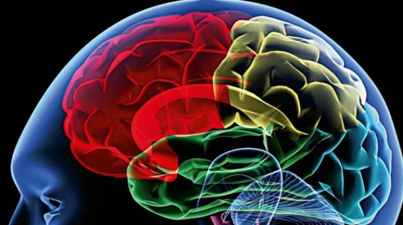 Brain