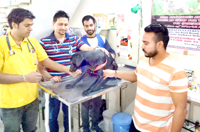 A pet dog being vaccinated during a camp at Bhatti Veterinary Clinic, Satwari in Jammu. A pet dog being vaccinated during a camp at Bhatti Veterinary Clinic, Satwari in Jammu.